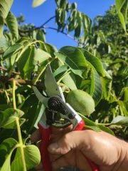 King Tiger Kt-16 Budama Makası Bypass (Üzümlü)