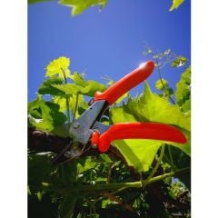 King Tiger Kt-2 Budama Makası (Üzümlü)