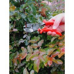 King Tiger Kt-2 Budama Makası (Üzümlü)